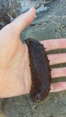 Australostichopus mollis