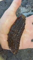 Australostichopus mollis