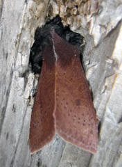 Orthosia transparens