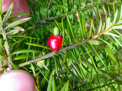 Podocarpus acutifolius
