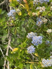 Ceanothus papillosus