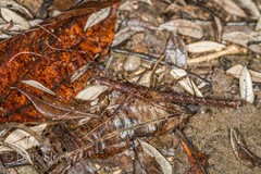 Pseudophasma unicolor