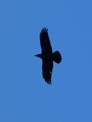 Corvus cryptoleucus