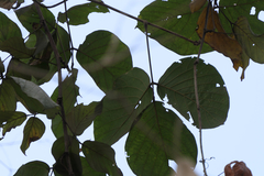 Spatholobus parviflorus