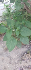 Solanum nigrum