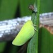 Swollen Toothless Pupasnail - Photo (c) Natasha Taylor, some rights reserved (CC BY-NC), uploaded by Natasha Taylor