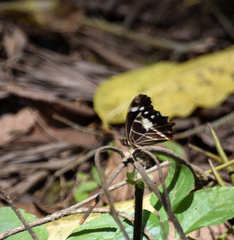 Oxeoschistus tauropolis tauropolis