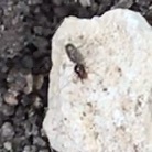 Tenuirostritermes