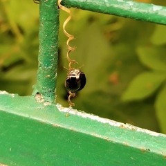 Brachyplatys subaeneus