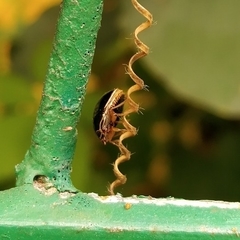 Brachyplatys subaeneus