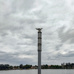 Leucophaeus atricilla