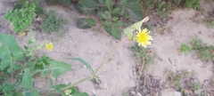 Sonchus oleraceus