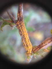 Puccinia lagenophorae