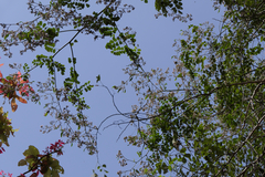 Dalbergia lanceolaria