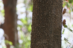 Dalbergia lanceolaria