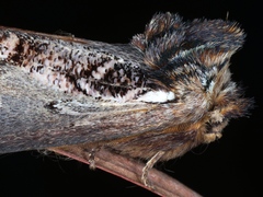 Hylaeora eucalypti