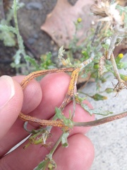 Puccinia lagenophorae