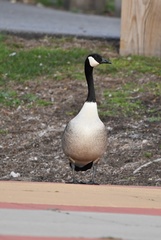 Branta canadensis