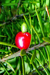 Podocarpus acutifolius
