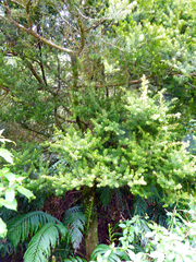 Podocarpus acutifolius