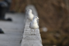 Larus delawarensis