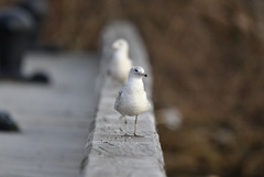 Larus delawarensis