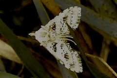 Sameodes