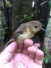 Atherton Scrubwren photo 4