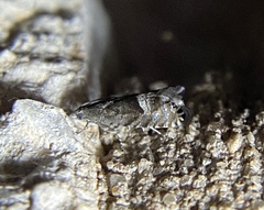 Sereda tautana