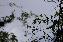 Derris scandens