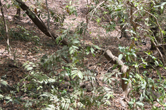 Derris scandens