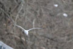Larus delawarensis