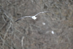 Larus delawarensis