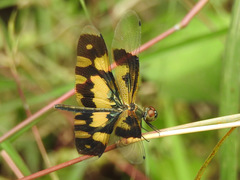Rhyothemis variegata