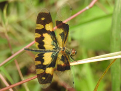 Rhyothemis variegata