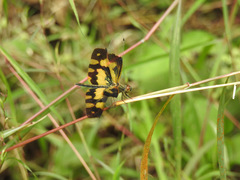 Rhyothemis variegata
