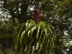 Dracophyllum traversii