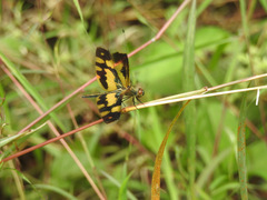 Rhyothemis variegata