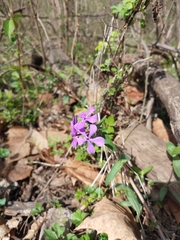 Phlox divaricata
