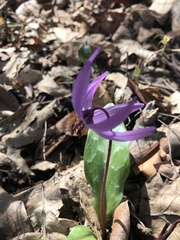 Erythronium hendersonii