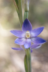 Thelymitra aristata
