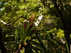 Dracophyllum traversii