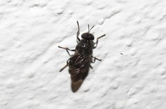 Dicyphoma schaefferi