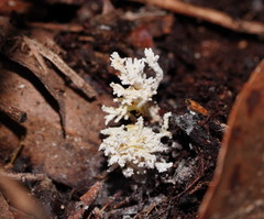 Cordyceps tenuipes