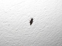 Dicyphoma schaefferi