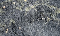 Echinolittorina leucosticta