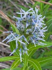 Amsonia ciliata texana