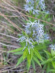 Amsonia ciliata texana