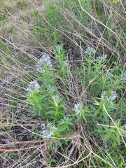 Amsonia ciliata texana