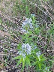 Amsonia ciliata texana
